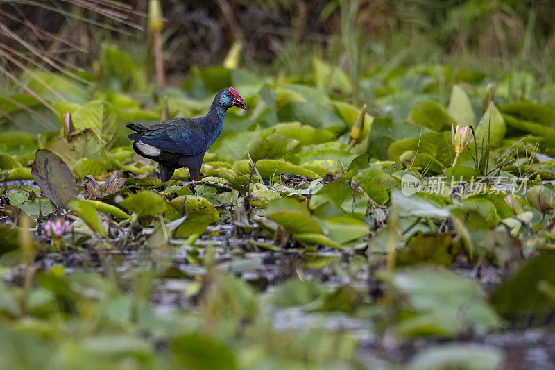 西部沼泽湿地野生动物拍摄(Porphyrio Porphyrio)